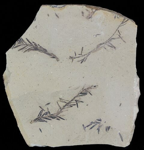 Metasequoia (Dawn Redwood) Fossil Plate - Montana #52191